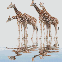 Žirafy 820049